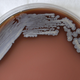 A photo of Burkholderia pseudomallei cultured in chocolate agar after three days time